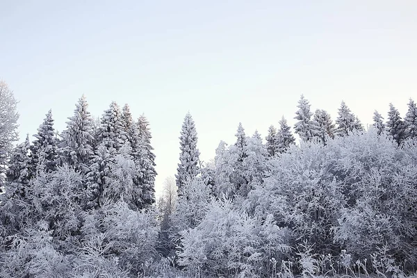 Vinter Landskap Skogen Snöigt Väder Januari Vackra Landskap Den Snöiga — Stockfoto