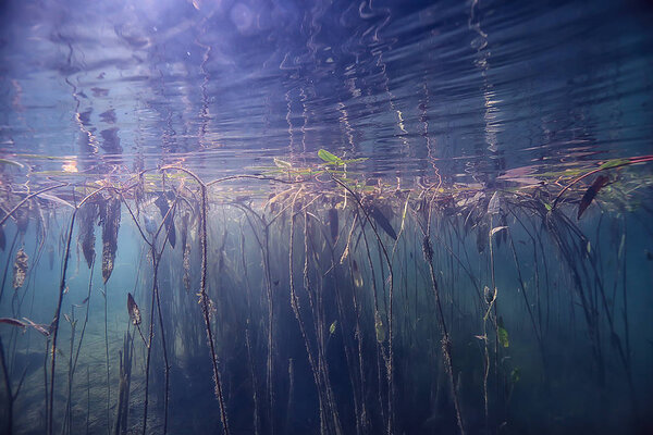 Underwater green landscape / nature underwater eco ecology lake, wild diving