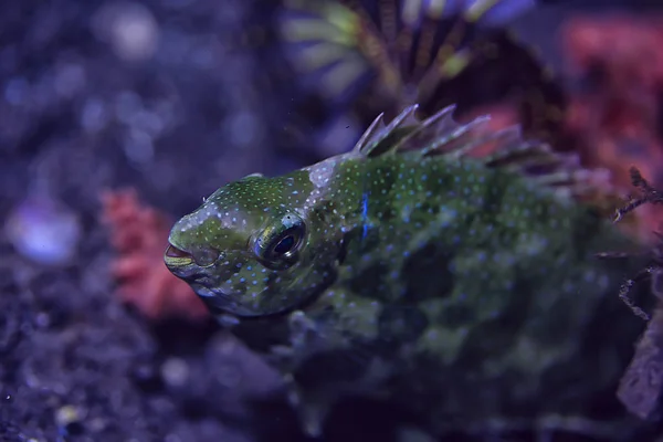 Коралловый Риф Подводная Морская Коралловая Лагуна Океаническая Экосистема — стоковое фото