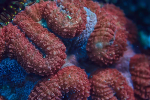 Recifes Coral Macro Textura Fundo Ecossistema Marinho Abstrato Recife Coral — Fotografia de Stock