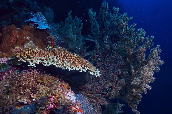 Gorgonian 海でのサンゴ礁 海の水中生活の大規模な分岐サンゴ — ストック写真