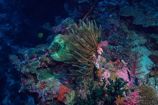 Gorgonian Large Branching Coral Reef Seascape Underwater Life Ocean — Stock fotografie