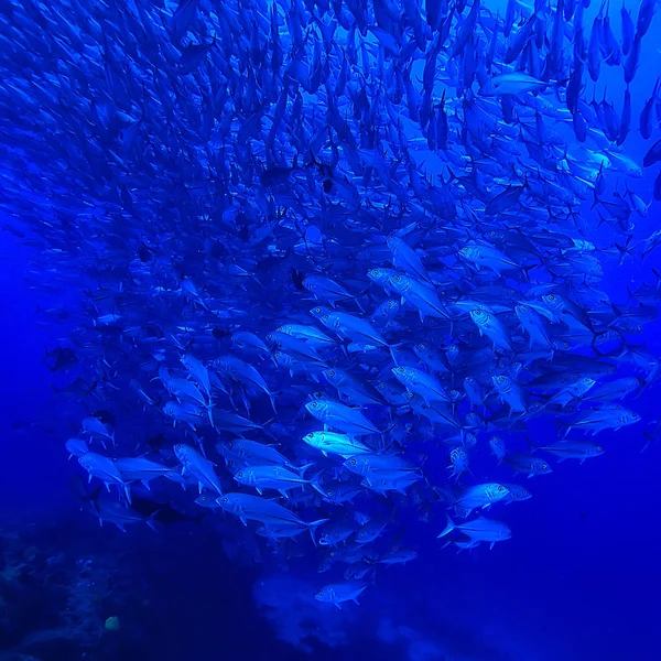 Underwater Scene Coral Reef World Ocean Wildlife Landscape — Stock Photo, Image
