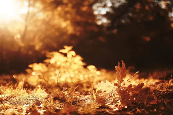 Paisaje Otoño Fondo Con Hojas Amarillas Día Otoño Soleado Los —  Fotos de Stock