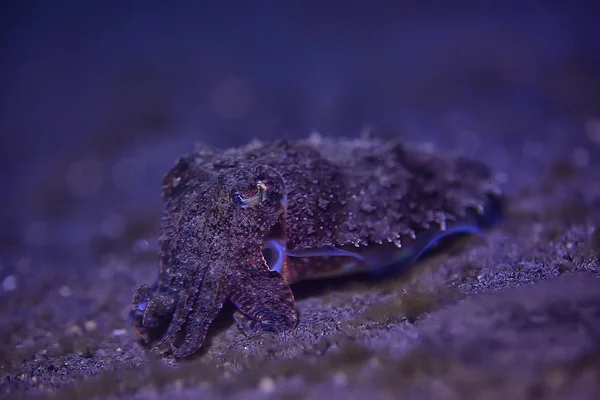 Tintenfische Unter Wasser Unterwasserwelt Meereslebewesen Tierwelt Tauchen Pazifik — Stockfoto