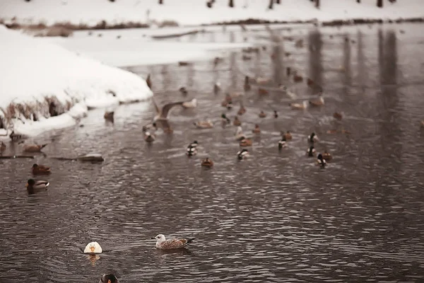 Überwinterungsvögel Vogelschar Wintersee Wildvögel Wintersee Saisonale Zugvögel — Stockfoto