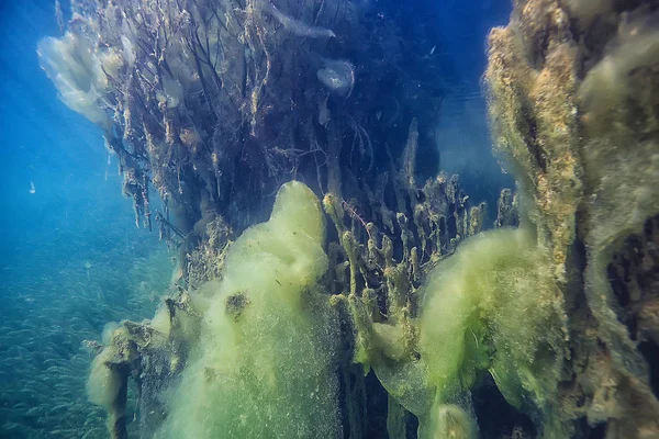 Озеро Підводний Пейзаж Абстрактна Блакитна Прозора Вода Захист Навколишнього Середовища — стокове фото