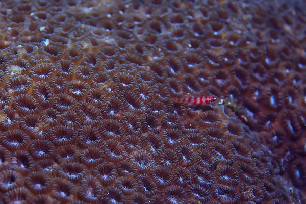 Koraalriffen Macro Textuur Abstract Mariene Ecosysteem Achtergrond Een Koraal Rif — Stockfoto