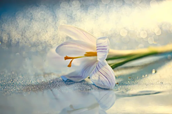 Weiße Krokus Frühlingsblume Frühling Abstrakten Hintergrund Natur Konzept — Stockfoto