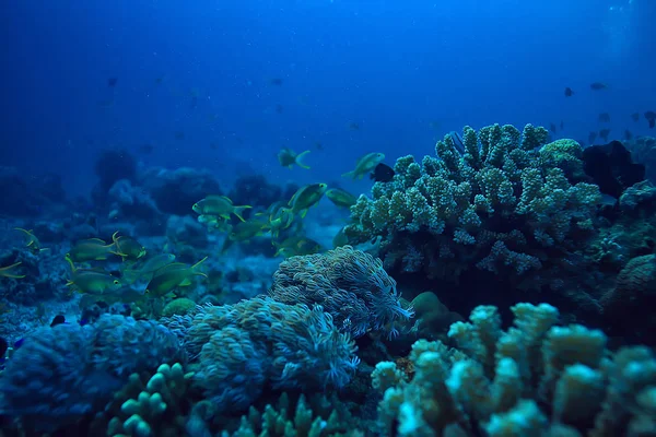 Cena Subaquática Recife Coral Mundo Oceano Paisagem Vida Selvagem — Fotografia de Stock