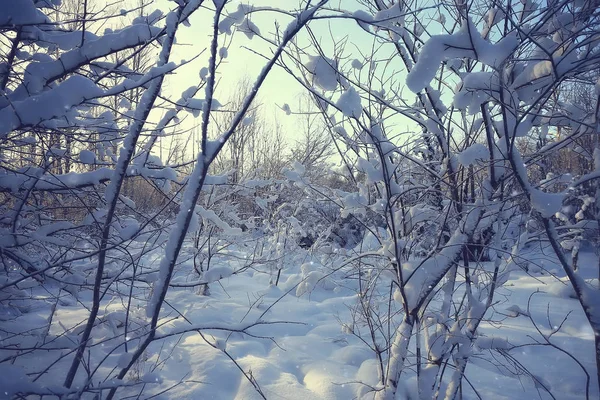 Абстрактный Фон Зимний Лес Ветви Деревьев Покрытые Морозом Снежная Погода — стоковое фото