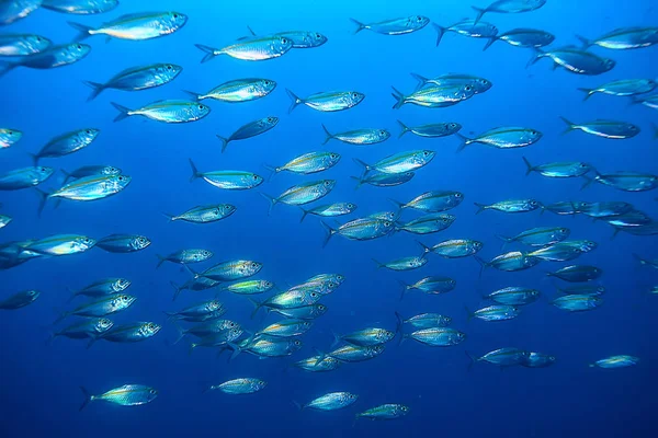 Jamba Scad Bajo Ecosistema Del Agua Mar Una Gran Escuela — Foto de Stock