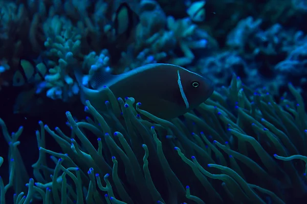 Pagliaccio Barriera Corallina Macroscena Subacquea Vista Del Pesce Corallo Immersioni — Foto Stock