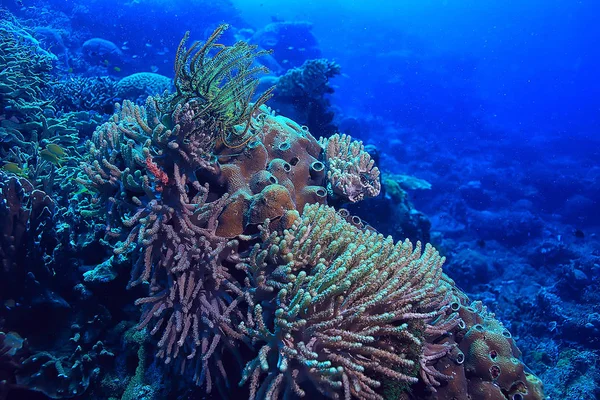 Під Водою Океан Пейзаж Підводний Світ Сцена Синього Ідилія Природа — стокове фото
