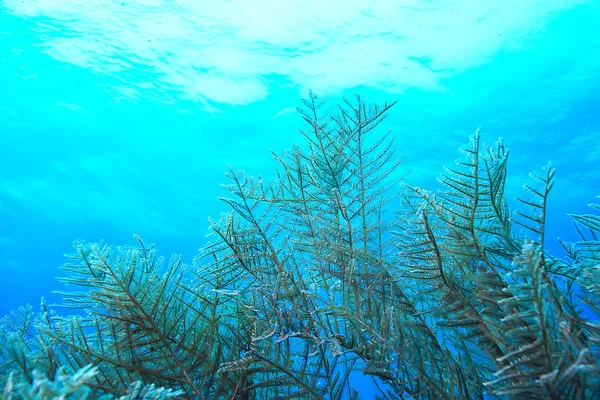 Underwater World Blue Sea Wilderness World Ocean Amazing Underwater — Stock Photo, Image