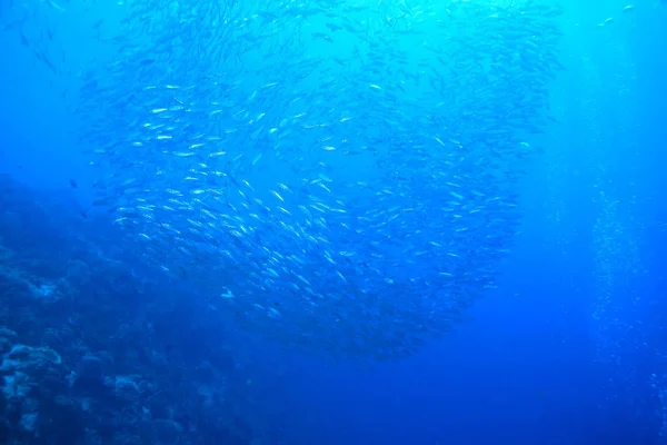 Viele Karanx Unter Wasser Große Fischschwärme Unterwasserwelt Ökosystem Ozean — Stockfoto