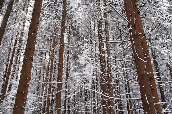 Abstrait Arrière Plan Paysage Hiver Forêt Arbres Gelés Branches Temps — Photo