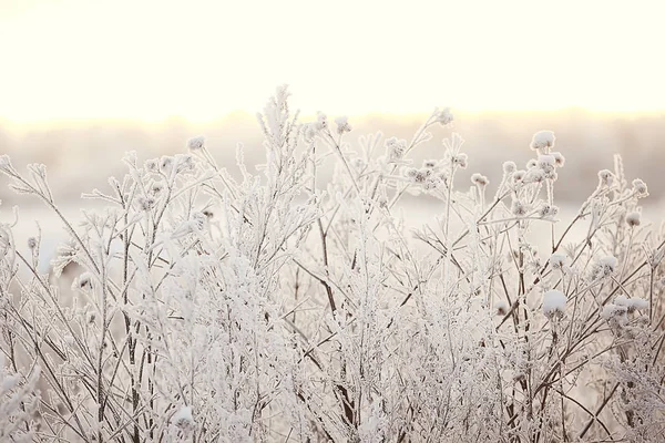 Abstracte Achtergrond Landschap Winter Bos Vorst Bedekte Boomtakken Snowy Weer — Stockfoto