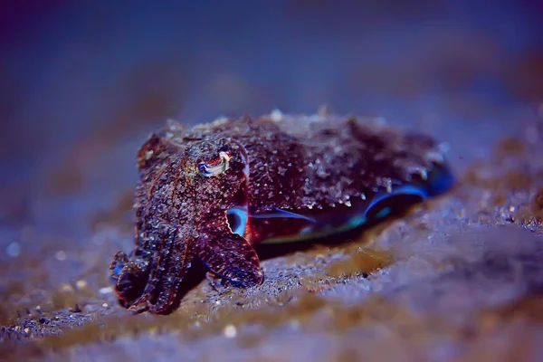 水中世界のイカ 太平洋における海洋生物野生動物の潜水 — ストック写真