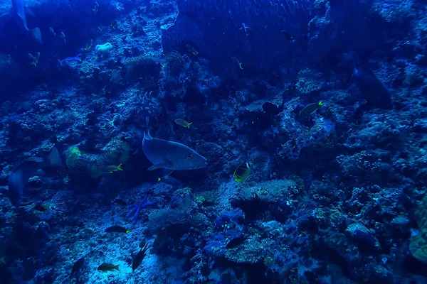 Arrecife Coral Submarino Laguna Coral Marino Ecosistema Oceánico — Foto de Stock