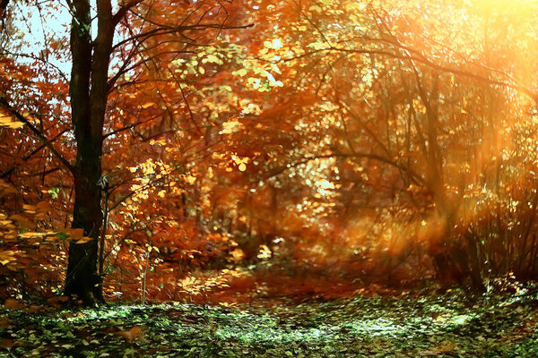 Autumn landscape background with yellow leaves / sunny autumn day, the sun's rays at sunset in a beautiful yellow forest, fallen leaves, fall