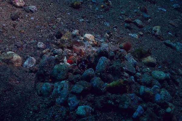 แมนต งใต ฉากใต าบนแนวปะการ ทะเลเขตร ดปกต แมคโคร — ภาพถ่ายสต็อก