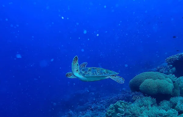 sea turtle underwater / exotic nature sea animal underwater turtle