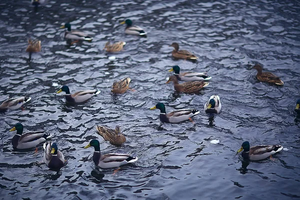 Aves Invernantes Bandada Aves Lago Invierno Aves Silvestres Lago Invierno —  Fotos de Stock