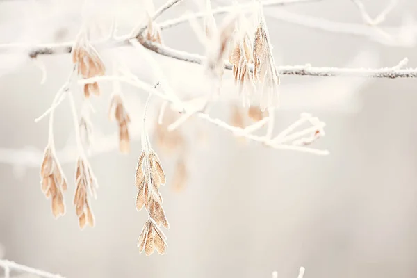 Wintering Birds Bird Flock Winter Lake Wild Birds Winter Lake — Stockfoto