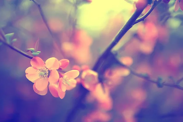 Tiernas Flores Primavera Fondo Hermosa Imagen Las Ramas Florecientes — Foto de Stock