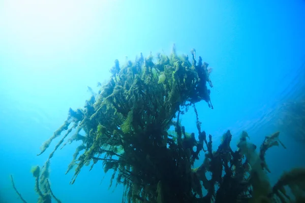 Manglares Paisaje Submarino Fondo Arbustos Abstractos Árboles Agua Agua Transparente —  Fotos de Stock