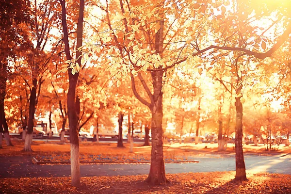 Weg Herbstpark Herbstlandschaft Gelber Park Herbstbäumen Und Blättern Ein Schöner — Stockfoto