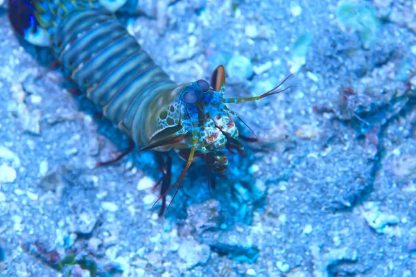 Bir Mercan Resifi Üzerinde Karides Mantis Sualtı Sualtı Sahnesi Tropikal — Stok fotoğraf