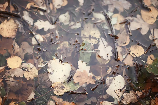 秋天湿的叶子背景或秋天背景 黄叶从树上下落 秋天叶子 秋天公园 — 图库照片