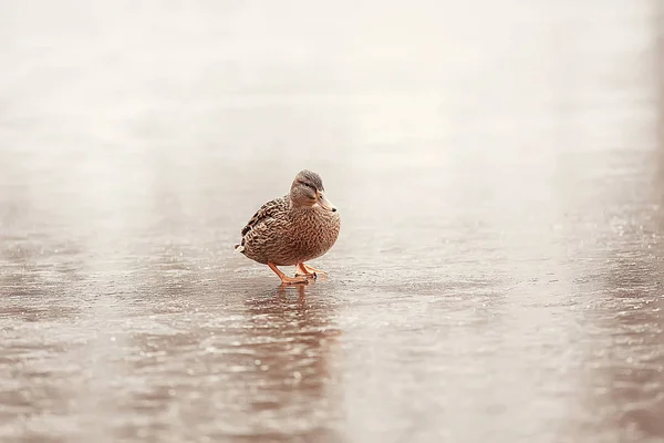 Πουλιά Κοπάδι Πτηνών Χειμωνιάτικη Λίμνη Άγρια Πτηνά Στη Λίμνη Του — Φωτογραφία Αρχείου
