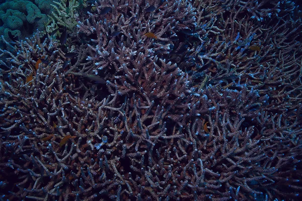 Scène Sous Marine Récif Corallien Monde Océan Faune Paysage — Photo