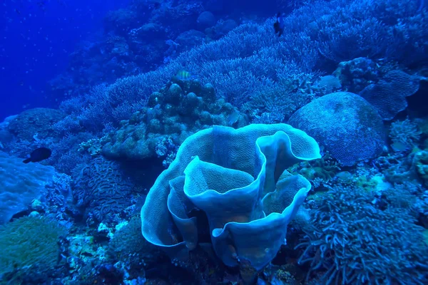 Подводная Губка Морской Жизни Коралловый Риф Подводная Сцена Абстрактный Морской — стоковое фото