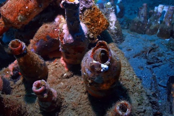Altı Sünger Deniz Hayatı Mercan Resif Sualtı Sahne Sünger Ile — Stok fotoğraf