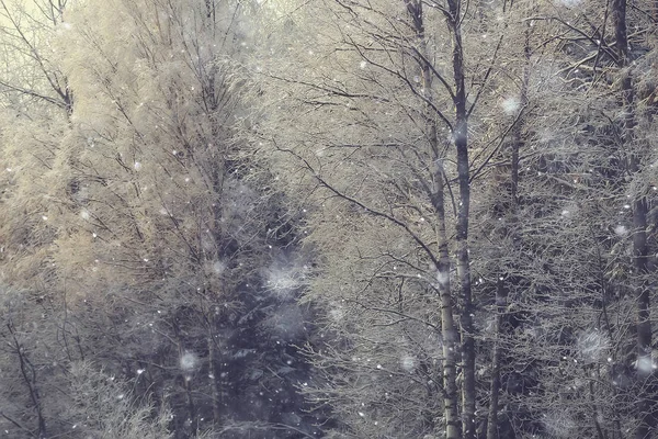 Abstrakt Bakgrund Landskap Vinter Skog Frost Täckt Träd Grenar Snöigt — Stockfoto