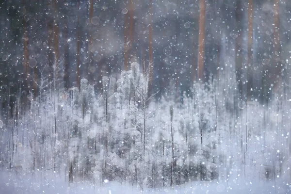 Floresta Neve Desfocada Fundo Inverno Paisagem Neve Coberto Floresta Árvores — Fotografia de Stock