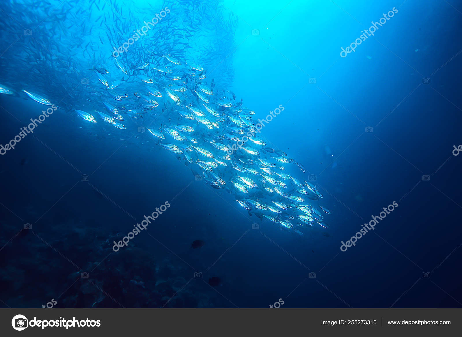 Lote Peixes Pequenos Mar Sob Colonia Agua Peixe Pesca Cena Stock Photo C Xload 255273310