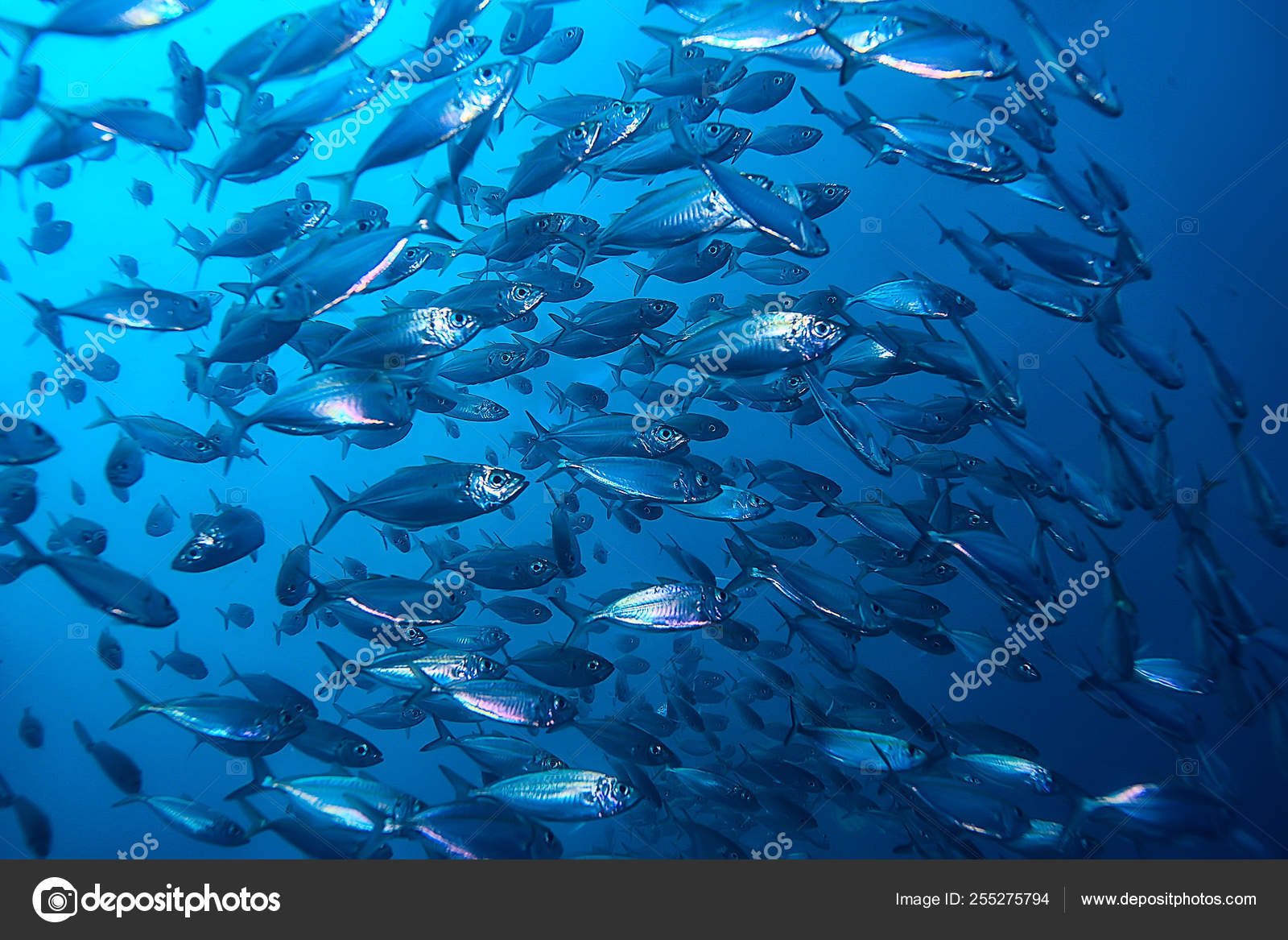 https://st4.depositphotos.com/1400069/25527/i/1600/depositphotos_255275794-stock-photo-lot-small-fish-sea-water.jpg
