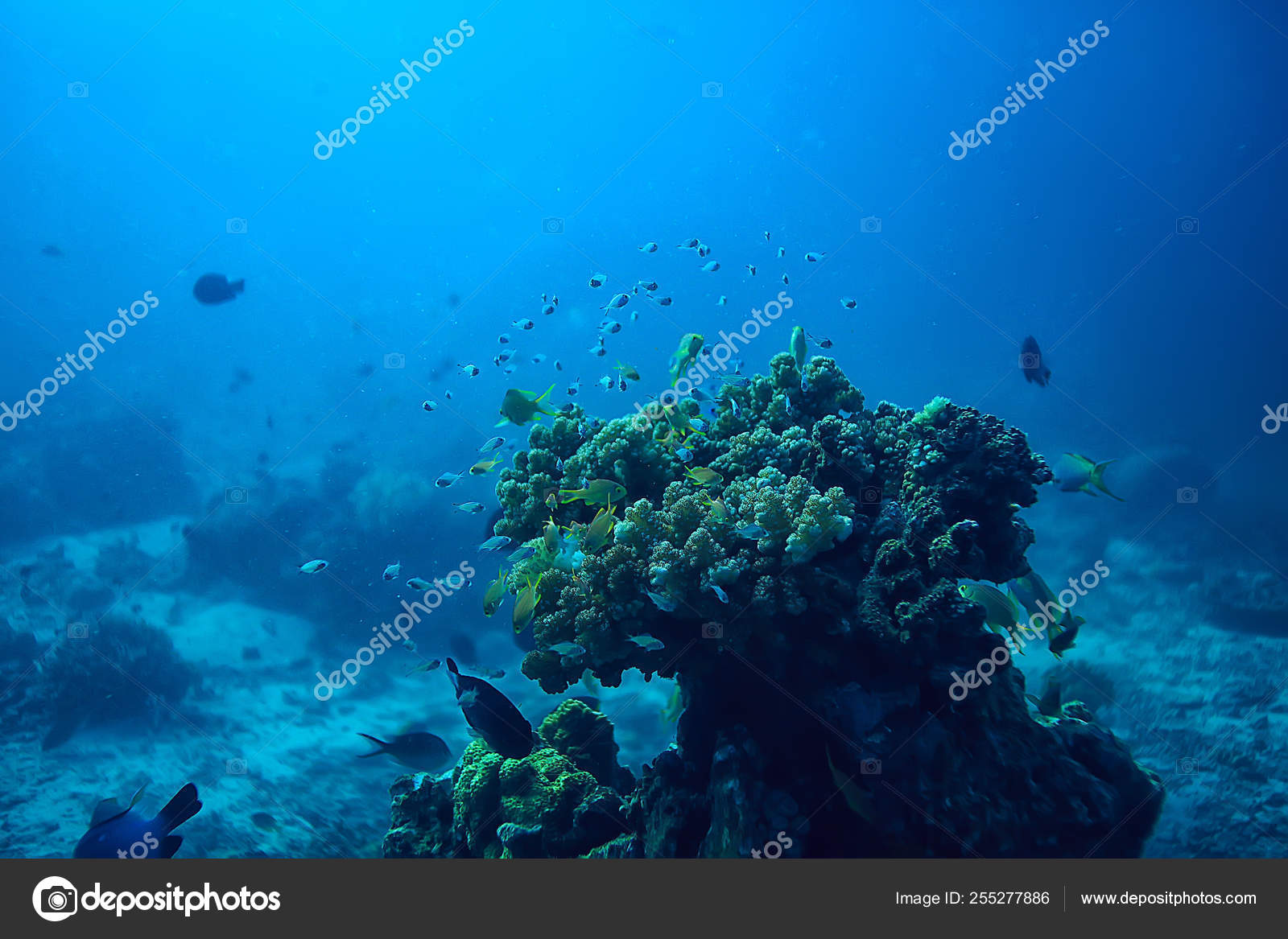 Marine Ecosystem Underwater View Blue Ocean Wild Nature Sea Abstract