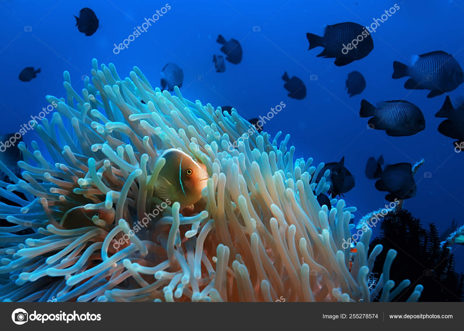 Clown Fish Coral Reef Macro Underwater Scene View Coral Fish Stock