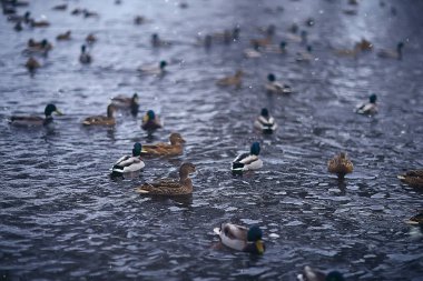 wintering birds / bird flock, winter lake, wild birds on winter lake, seasonal, migratory ducks