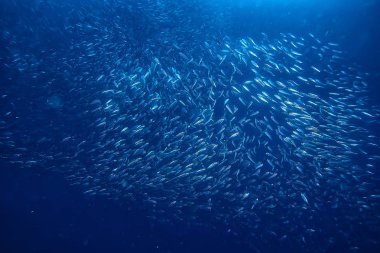 su/deniz ekosistemi altında scad söve, mavi bir arka planda balık büyük okul, canlı soyut balık