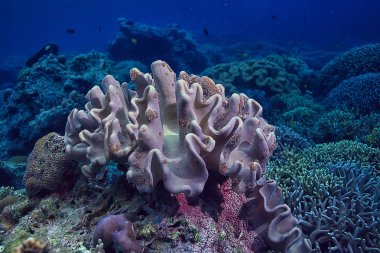 su altı sünger deniz hayatı/mercan resif sualtı sahne sünger ile soyut okyanus manzara