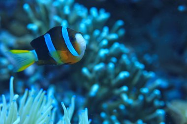 su Okyanusu altında/peyzaj sualtı dünyası, sahne mavi Idyll doğa