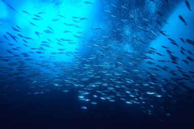 su altında denizde küçük balık çok/balık kolonisi, balıkçılık, okyanus yaban hayatı sahnesi