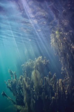 Doğa Göl manzara mavi çevre su sualtı şeffaf